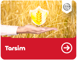 Tarsim